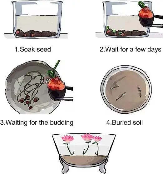 Cultivate Natural Beauty