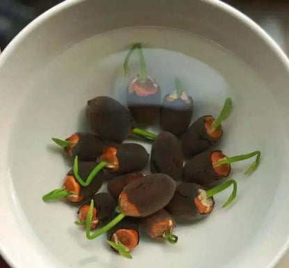 Cultivate Natural Beauty